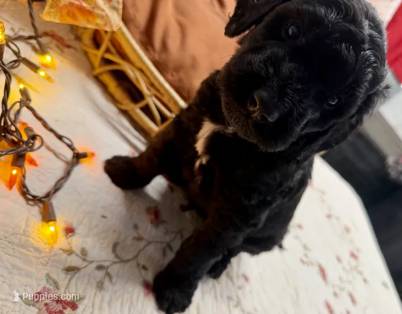ELROY – Goldendoodle puppy for sale in Neosho, MO