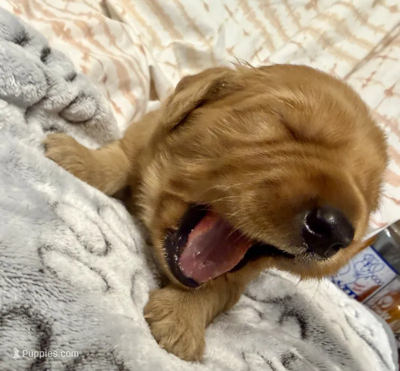 EVEREST – Golden Retriever puppy for sale in Neosho, MO
