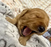 EVEREST, a male Golden Retriever for sale in Neosho, MO – 1 of 3