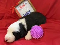 CONTESSA  (purple), a female Old English Sheepdog for sale in Neosho, MO – 3 of 3