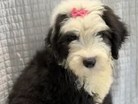 COLETTE pink, a female Old English Sheepdog for sale in Neosho, MO – 3 of 9
