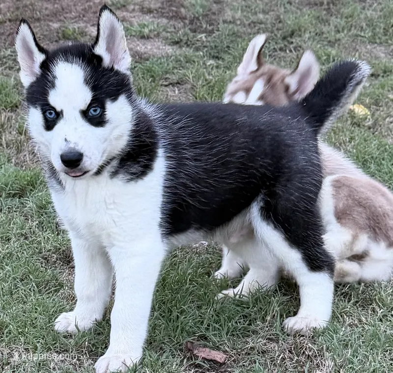 BOSWELL – Siberian Husky puppy for sale in Neosho, MO