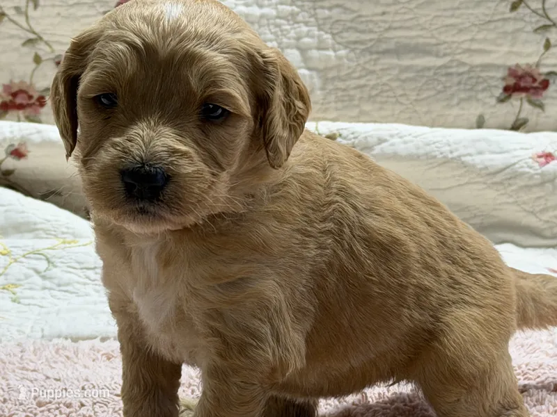 EVANA – Goldendoodle puppy for sale in Neosho, MO