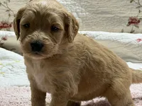 EVANA, a female Goldendoodle for sale in Neosho, MO – 5 of 9