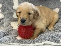 DICIE (red), a female Golden Retriever for sale in Neosho, MO – 3 of 4