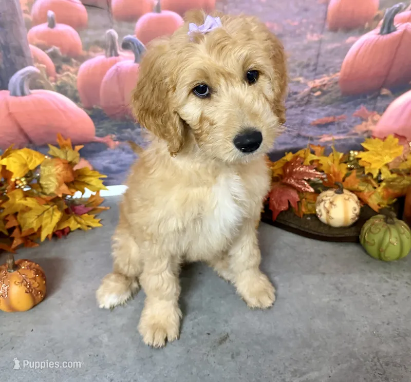EVANGELINE – Goldendoodle puppy for sale in Neosho, MO