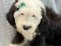CALISTA (green), a female Old English Sheepdog for sale in Neosho, MO – 1 of 9