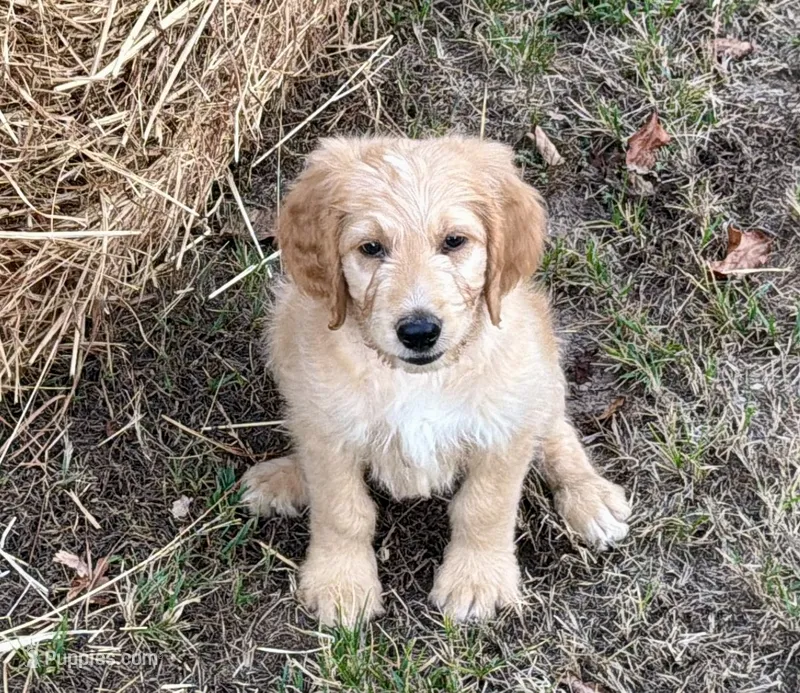 EMILIANO – Goldendoodle puppy for sale in Neosho, MO