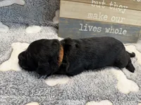 ELMER, a male Goldendoodle for sale in Neosho, MO – 2 of 2