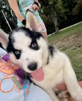BOSWELL, a male Siberian Husky for sale in Neosho, MO – 3 of 5