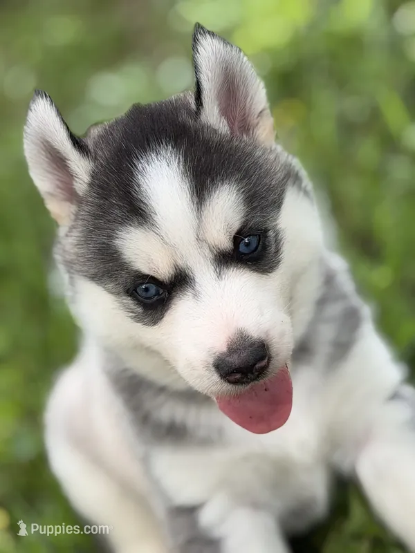 IGNAZIO (blue) – Siberian Husky puppy for sale in Neosho, MO