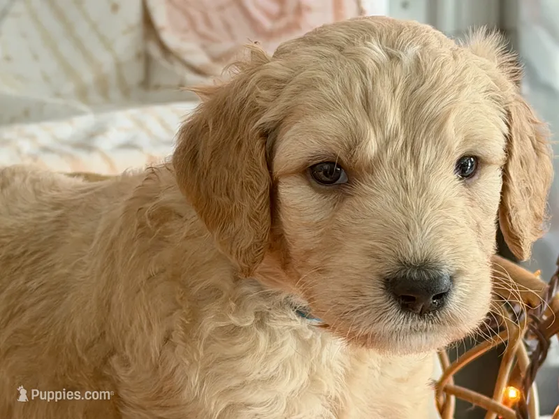 ELIAM – Goldendoodle puppy for sale in Neosho, MO