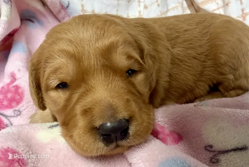 ELOUISE – Golden Retriever puppy for sale in Neosho, MO
