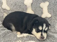 Ila (pink), a female Siberian Husky for sale in Neosho, MO – 2 of 2