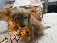 EMILIANO, a male Goldendoodle for sale in Neosho, MO – 2 of 3
