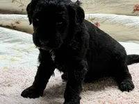ELMER, a male Goldendoodle for sale in Neosho, MO – 6 of 8