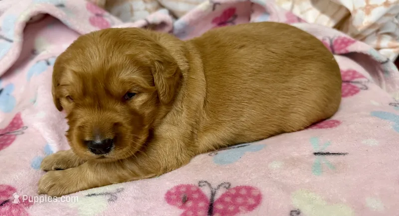 ELEANOR – Golden Retriever puppy for sale in Neosho, MO