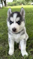 IGNAZIO (blue), a male Siberian Husky for sale in Neosho, MO – 2 of 6