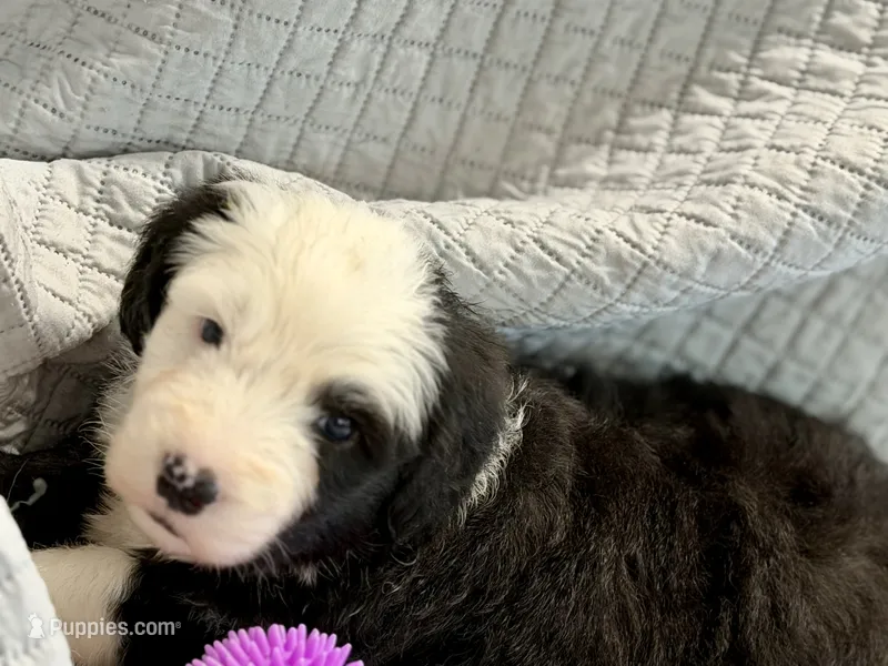 CONTESSA  (purple) – Old English Sheepdog puppy for sale in Neosho, MO