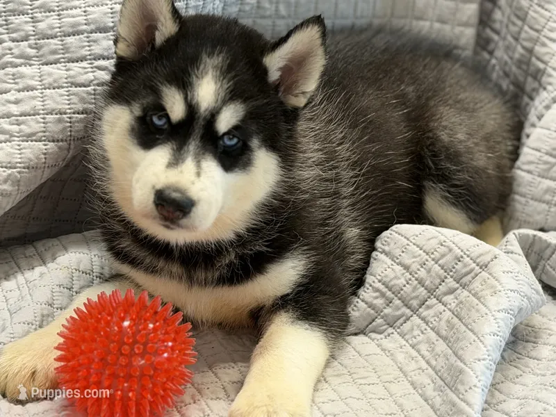IKU (red) – Siberian Husky puppy for sale in Neosho, MO