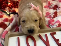 FAYE, a female Golden Retriever for sale in Neosho, MO – Photo 5 of 7