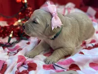 FAYE, a female Golden Retriever for sale in Neosho, MO – Photo 7 of 7