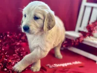 FAYE, a female Golden Retriever for sale in Neosho, MO – Photo 3 of 7