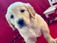 FAYE, a female Golden Retriever for sale in Neosho, MO – Photo 1 of 7