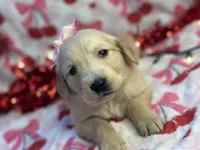 FAYE, a female Golden Retriever for sale in Neosho, MO – Photo 4 of 7