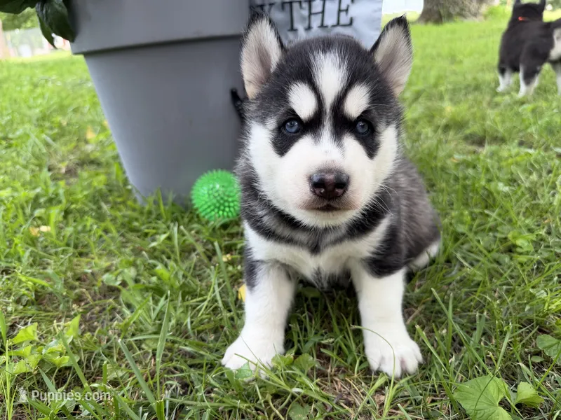 IBUS (green) – Siberian Husky puppy for sale in Neosho, MO