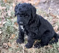 ELROY, a male Goldendoodle for sale in Neosho, MO – 2 of 9