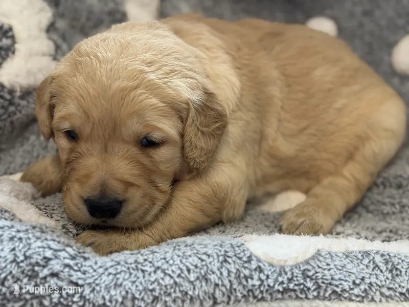 DONUT (black) – Golden Retriever puppy for sale in Neosho, MO