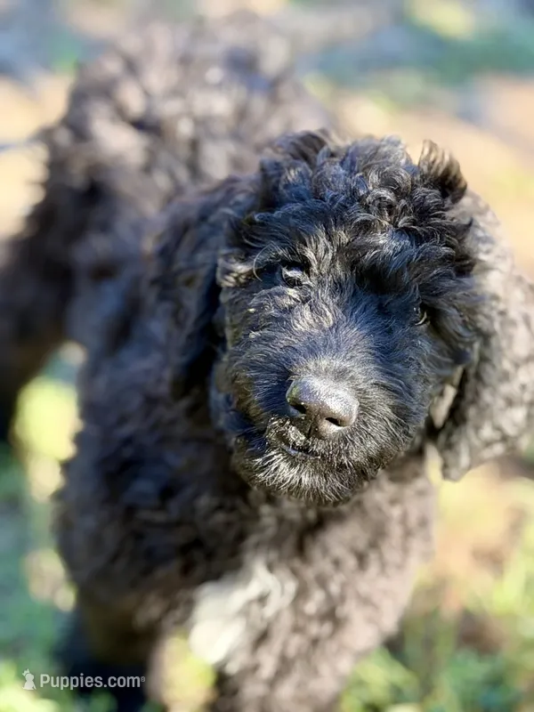 ESTABON – Goldendoodle puppy for sale in Neosho, MO