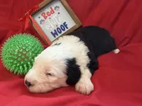 CALISTA (green), a female Old English Sheepdog for sale in Neosho, MO – 2 of 3