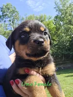 Lime Female, a female Rottweiler for sale in Lone Rock, WI – 2 of 4