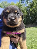 Pink Female, a female Rottweiler for sale in Lone Rock, WI – 2 of 4