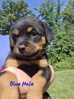 Blue Male, a male Rottweiler for sale in Lone Rock, WI – 2 of 4
