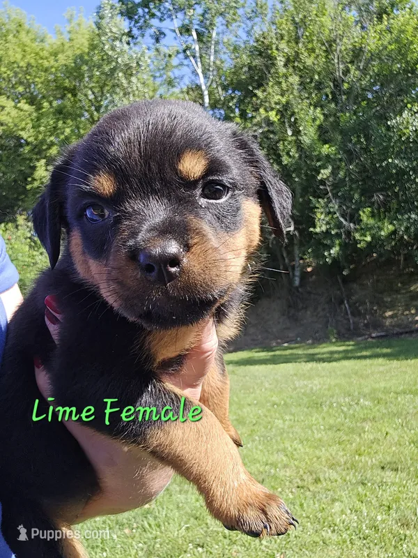 Lime Female – Rottweiler puppy for sale in Lone Rock, WI