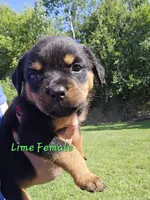 Lime Female, a female Rottweiler for sale in Lone Rock, WI – 1 of 4