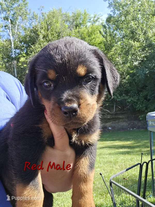 Red Male – Rottweiler puppy for sale in Lone Rock, WI