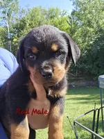 Red Male, a male Rottweiler for sale in Lone Rock, WI – 1 of 4