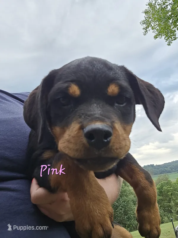 Light Pink Female – Rottweiler puppy for sale in Lone Rock, WI