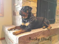 Red Male, a male Rottweiler for sale in Lone Rock, WI – 3 of 4