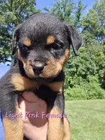 Light Pink Female, a female Rottweiler for sale in Lone Rock, WI – 2 of 4
