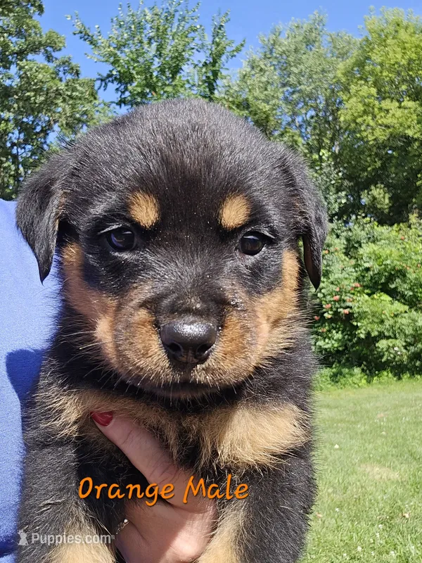 Orange Male – Rottweiler puppy for sale in Lone Rock, WI