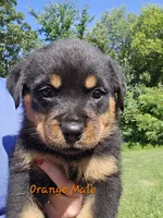 Orange Male, a male Rottweiler for sale in Lone Rock, WI – 1 of 4