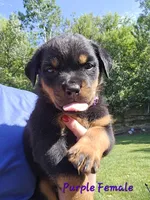 Purple Female, a female Rottweiler for sale in Lone Rock, WI – 2 of 4