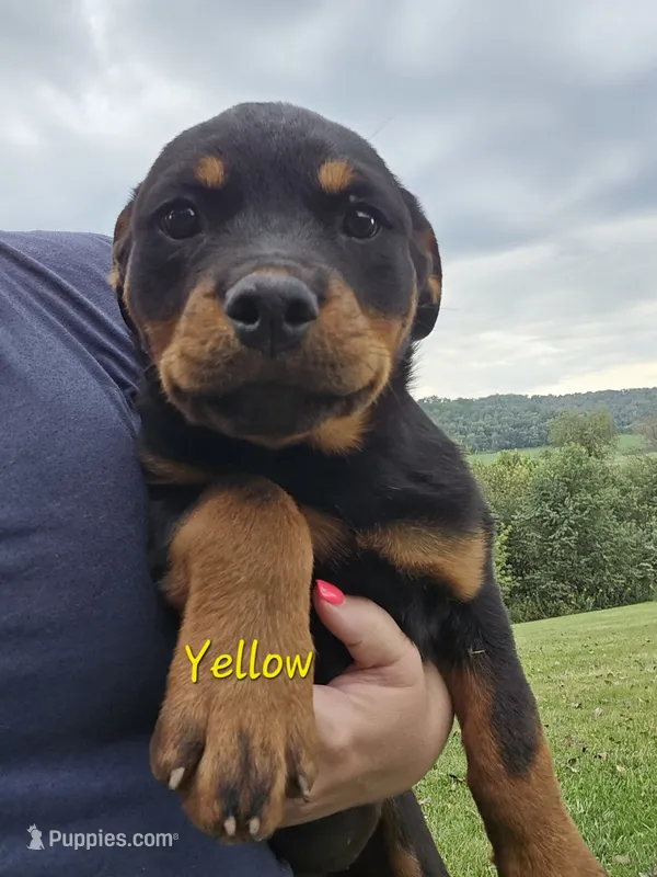 Yellow Female – Rottweiler puppy for sale in Lone Rock, WI