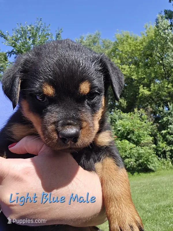 Light Blue Male – Rottweiler puppy for sale in Lone Rock, WI