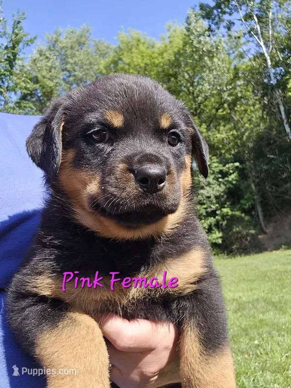 Pink Female – Rottweiler puppy for sale in Lone Rock, WI